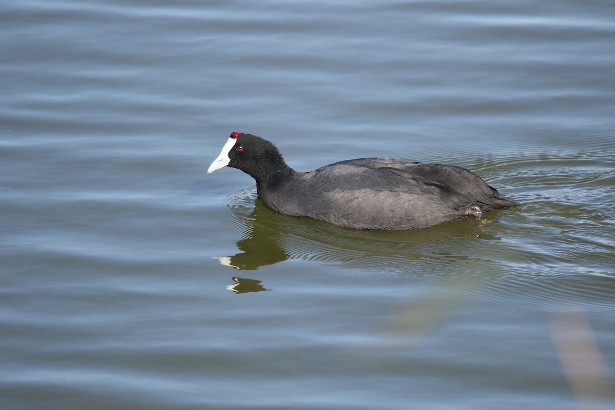 Red-knobbed Coot - ML388751531