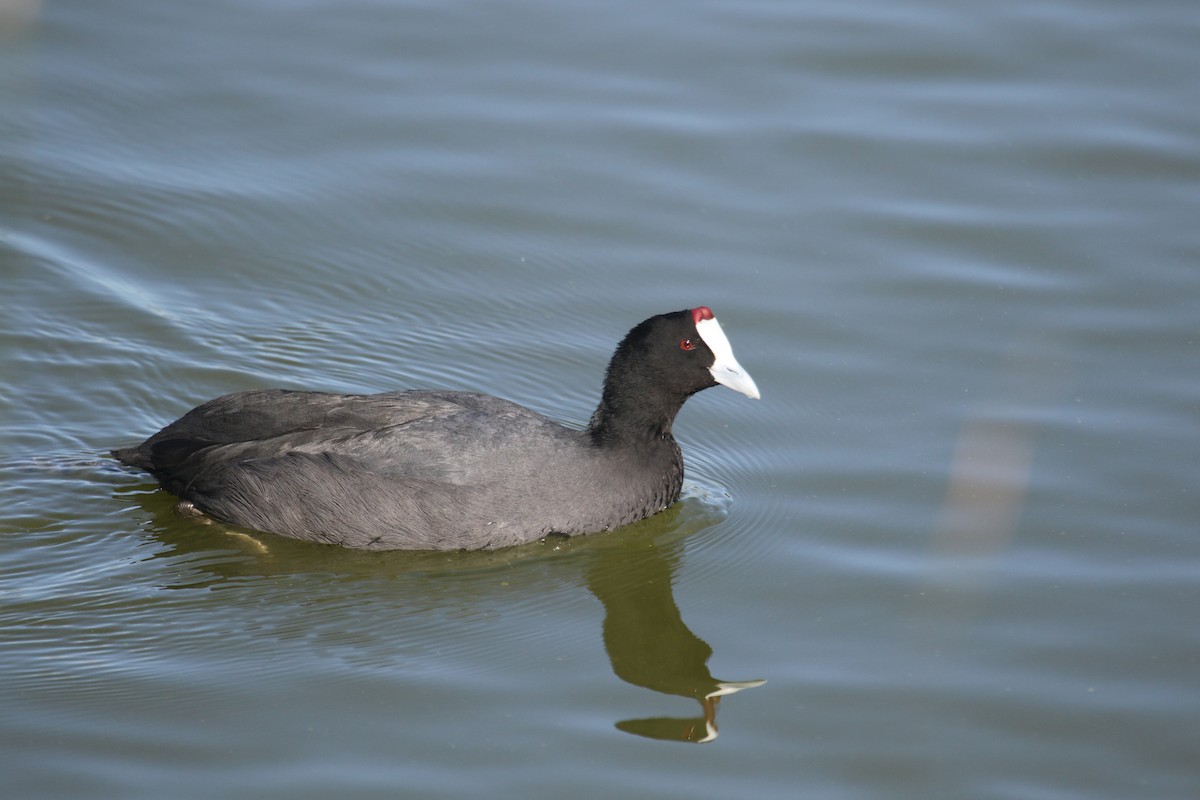Red-knobbed Coot - ML388751551