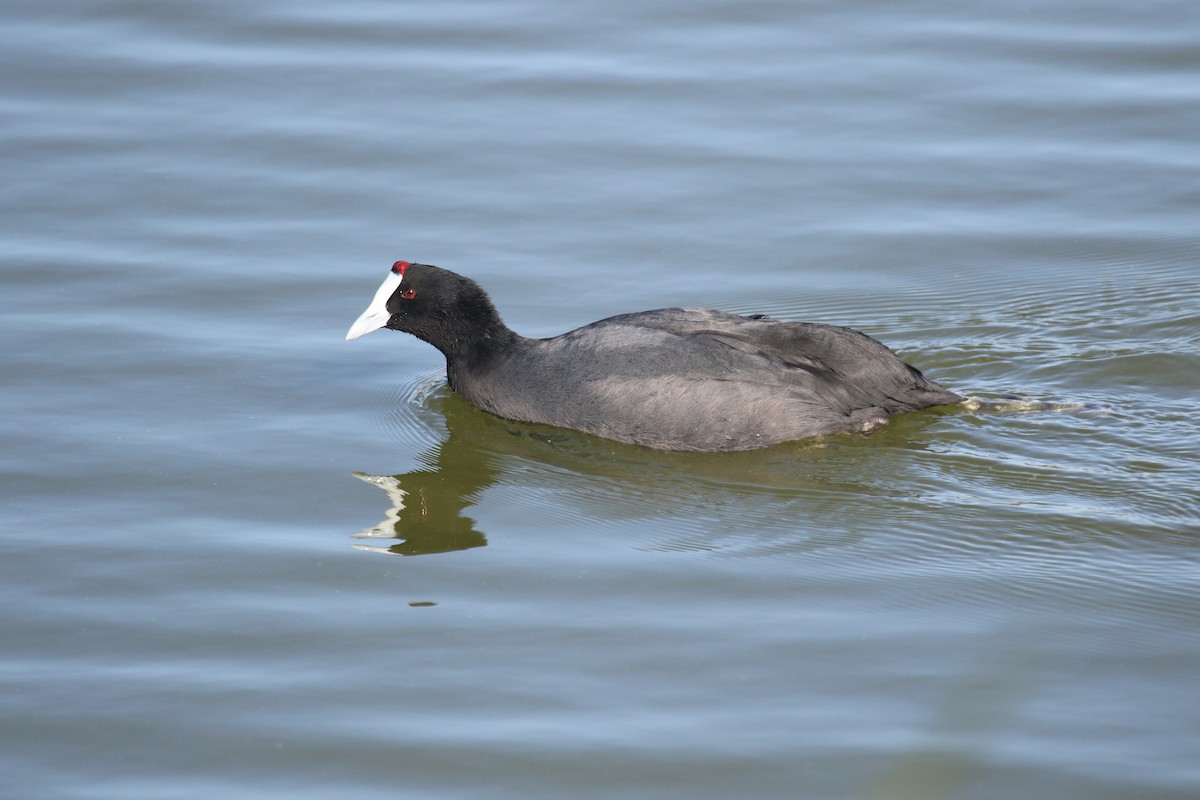 Red-knobbed Coot - ML388751561