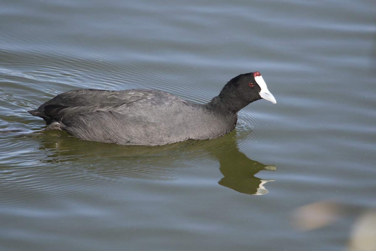 Red-knobbed Coot - ML388751591