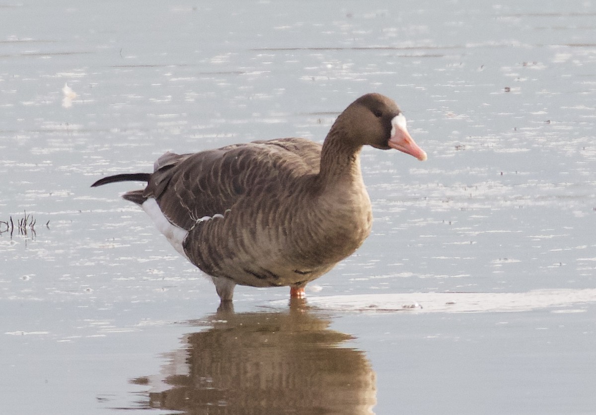Greater White-fronted Goose - Brooke Miller