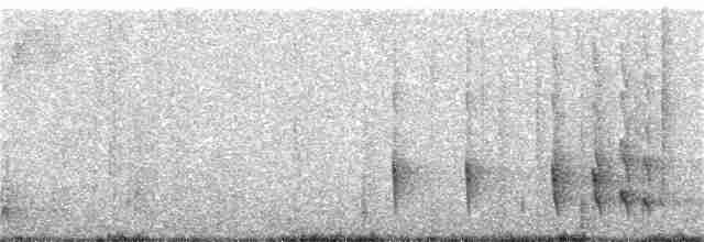 Todirostre roussâtre - ML388752481