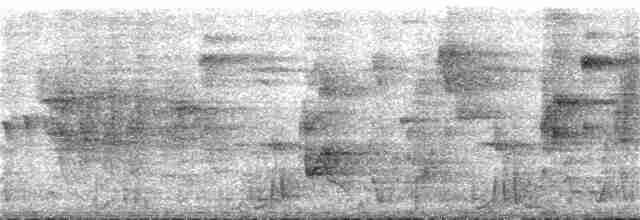 Колібрі-шаблекрил юкатанський (підвид excellens) - ML388755571