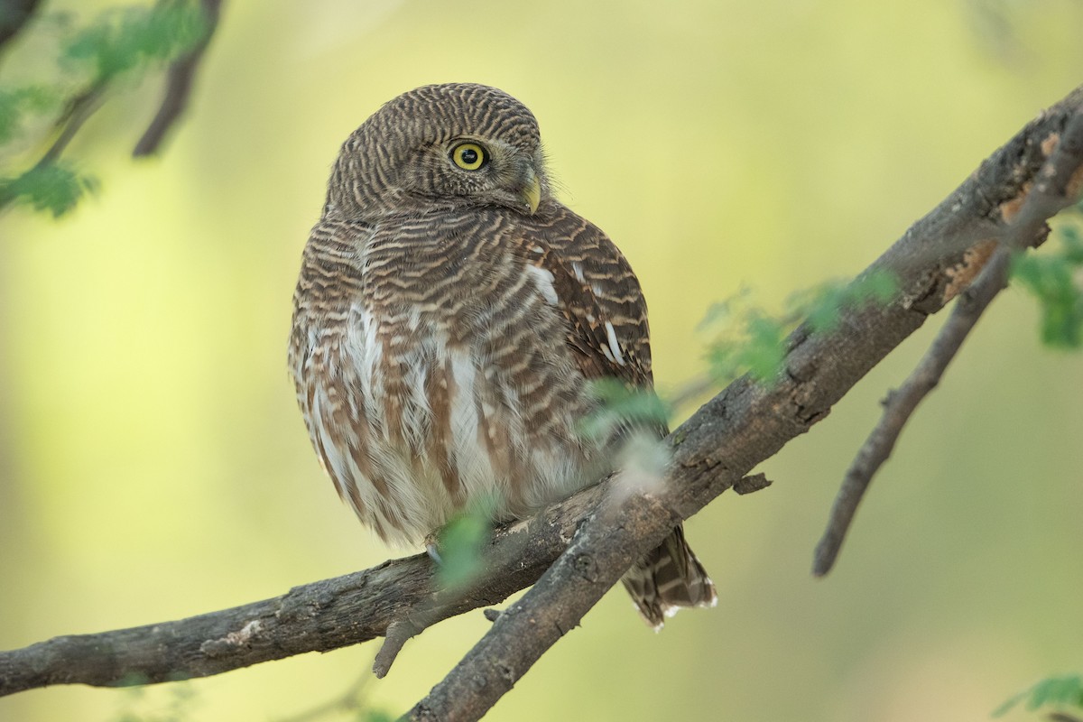 Asian Barred Owlet - Parmil Kumar
