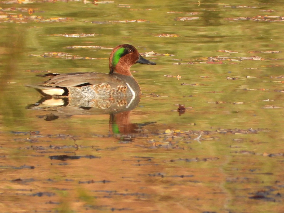 Green-winged Teal - ML388757241