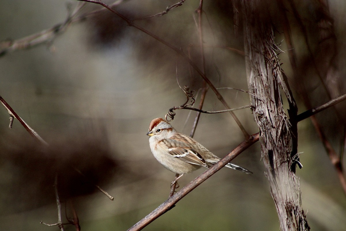 American Tree Sparrow - Matt Gard