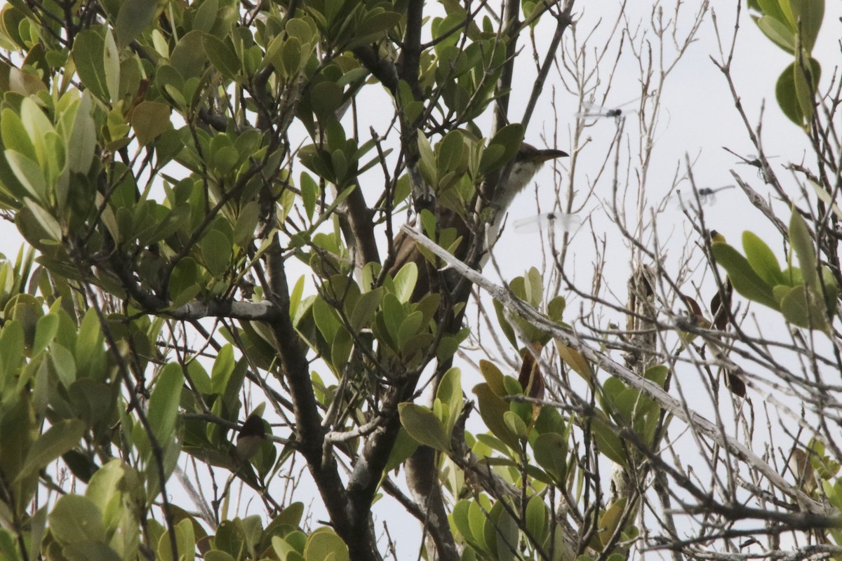 Mangrove Cuckoo - David Marjamaa