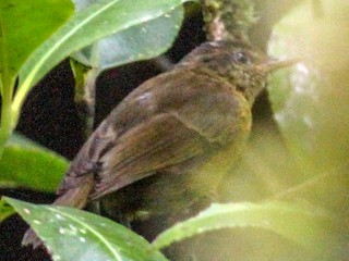  - Kolombangara Leaf Warbler