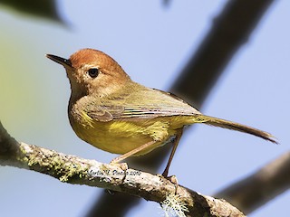  - Rufous-headed Tailorbird