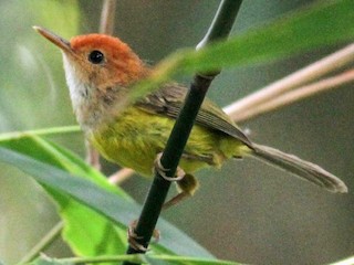  - Rufous-headed Tailorbird
