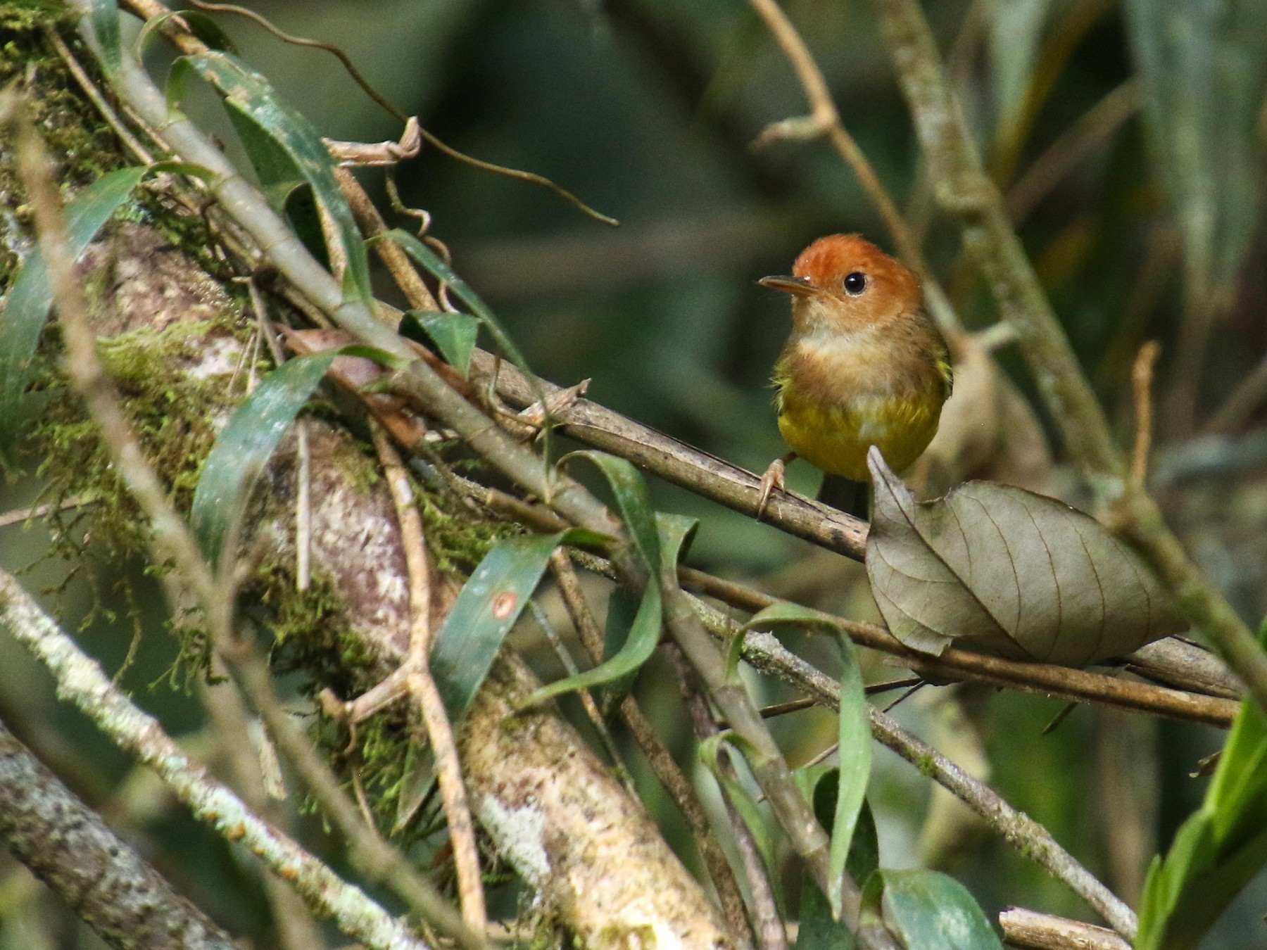 Rufous-headed Tailorbird - eBird