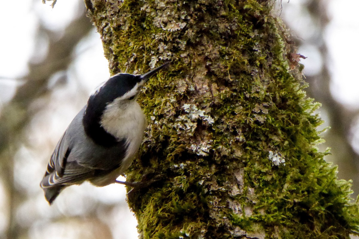 White-breasted Nuthatch - 🦆 Dan Pittenger 🦆