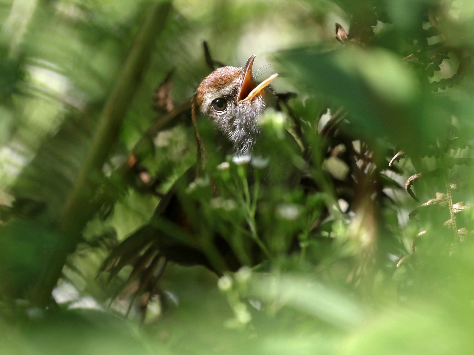 Philippine Bush Warbler - Charley Hesse TROPICAL BIRDING