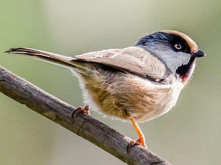 White-cheeked Tit - Aegithalos leucogenys - Birds of the World