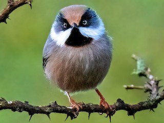 White-cheeked Tit - eBird