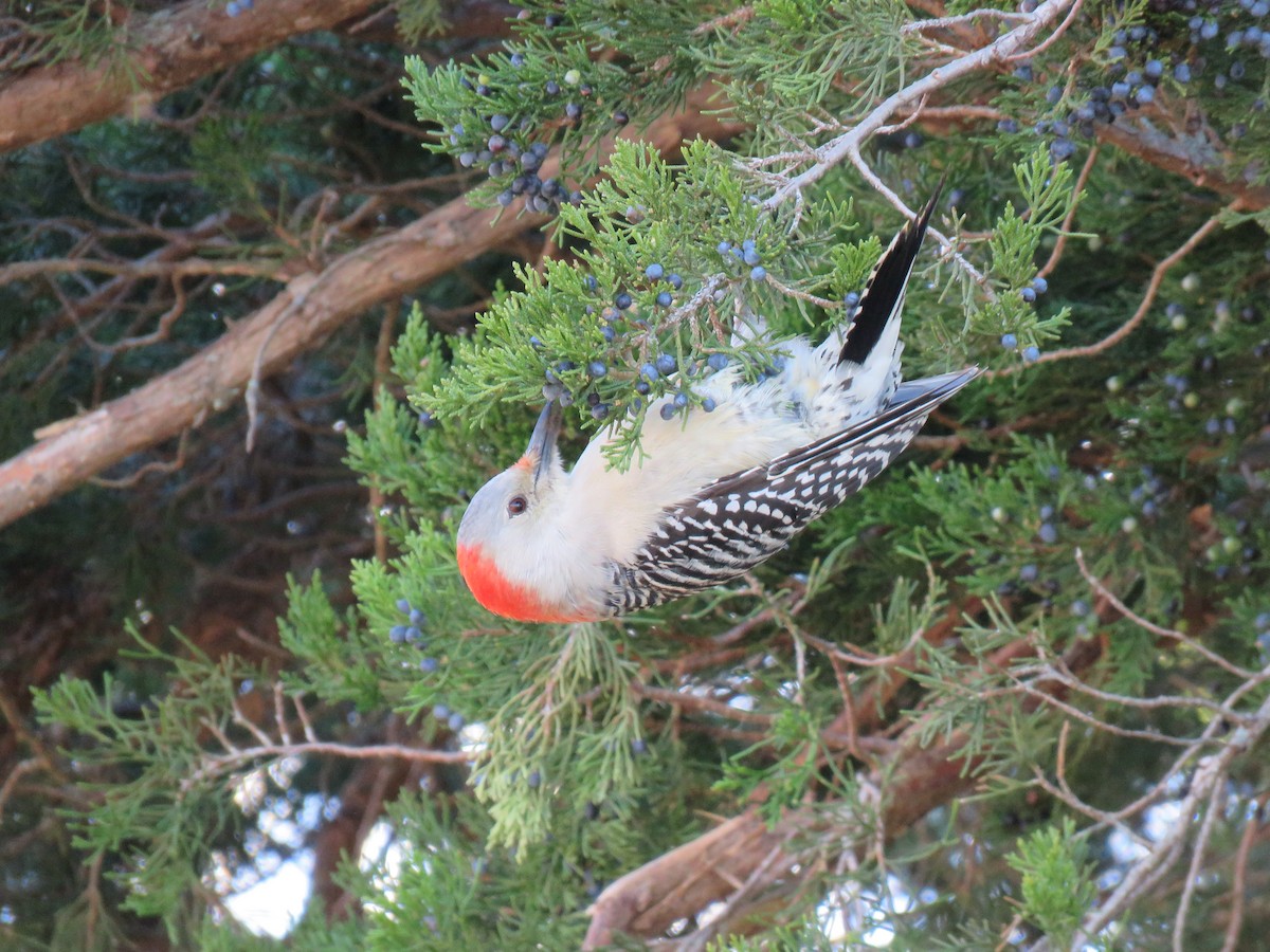 Red-bellied Woodpecker - ML388773141