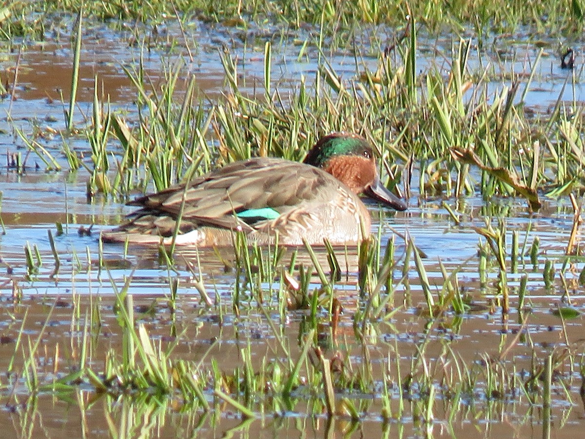 Green-winged Teal - ML388774141