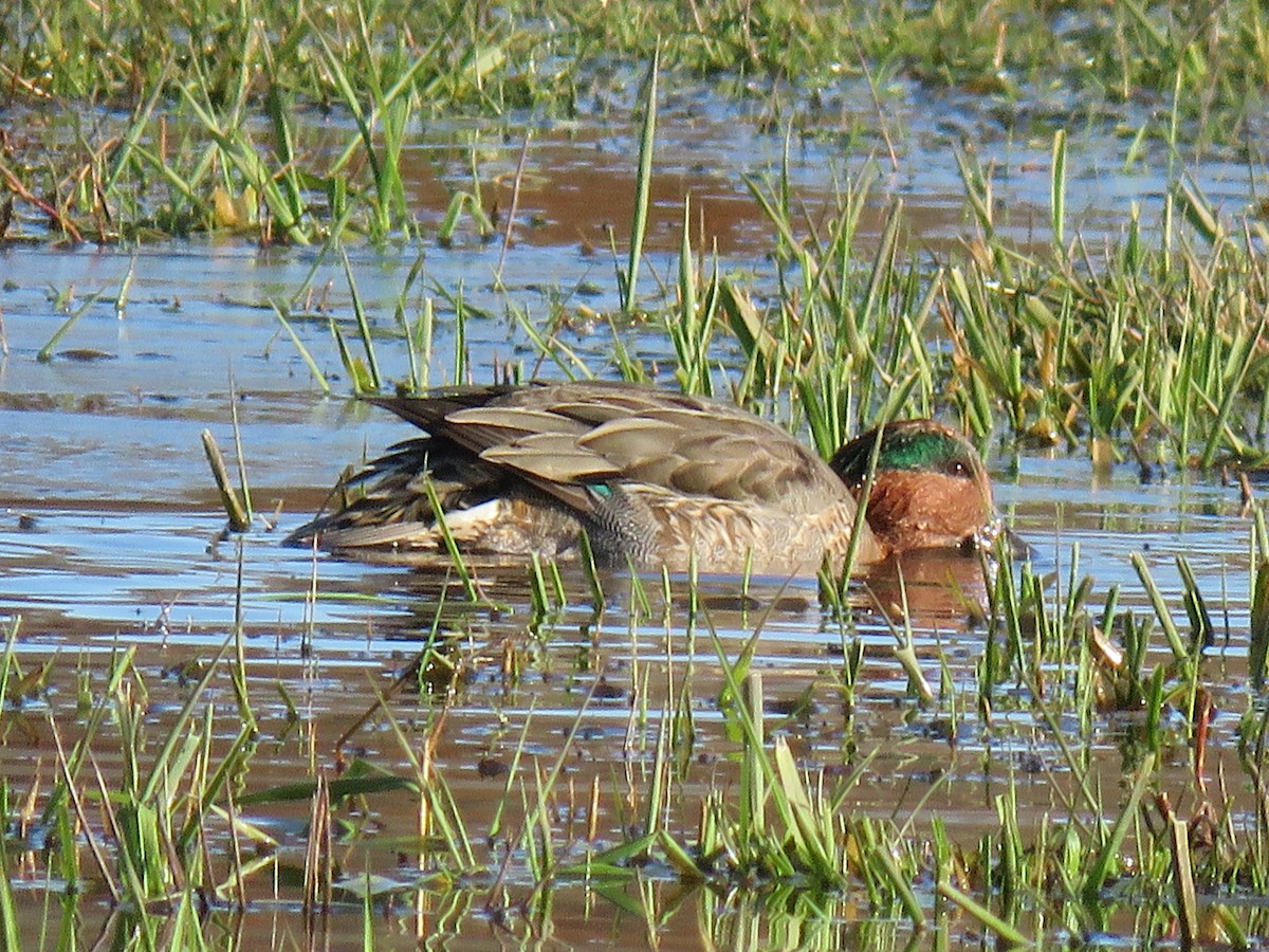 Green-winged Teal - ML388774161
