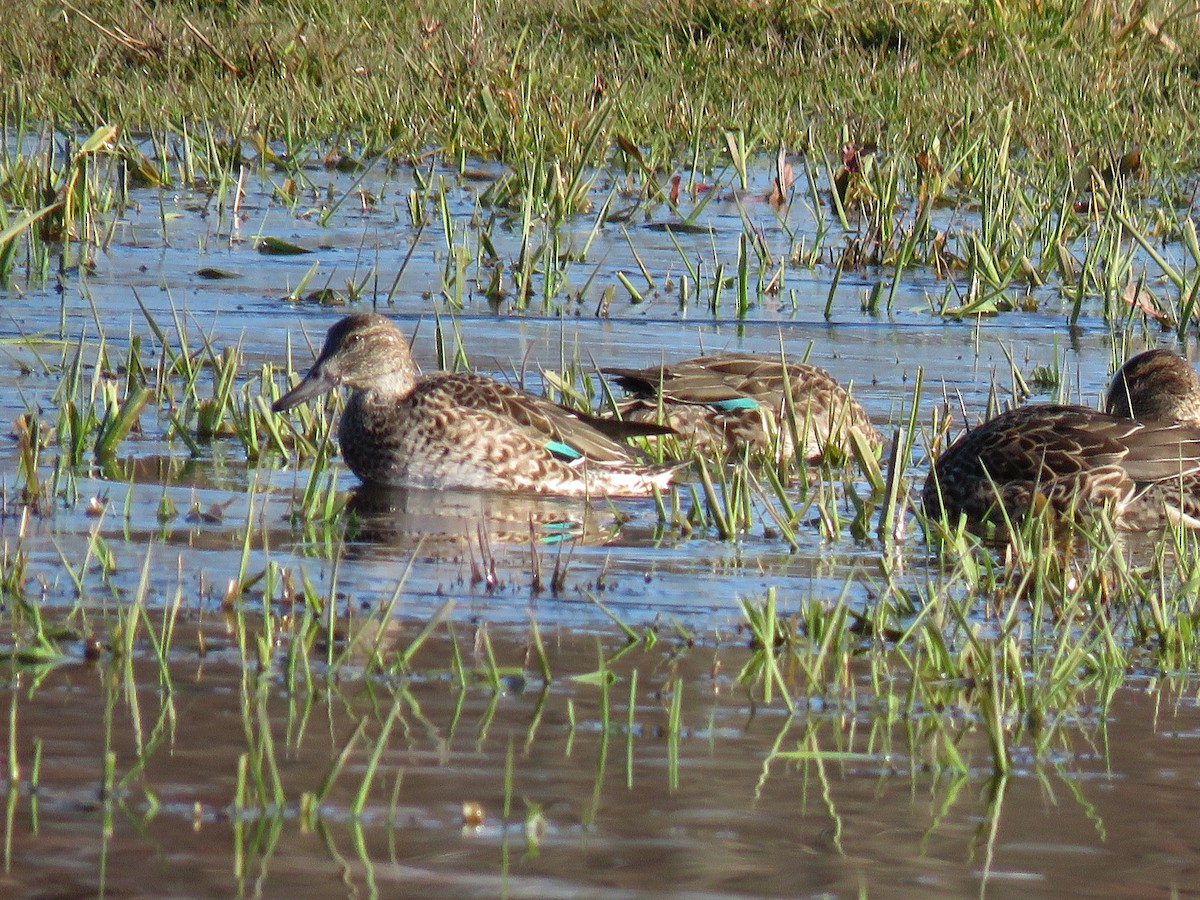 Green-winged Teal - ML388774171