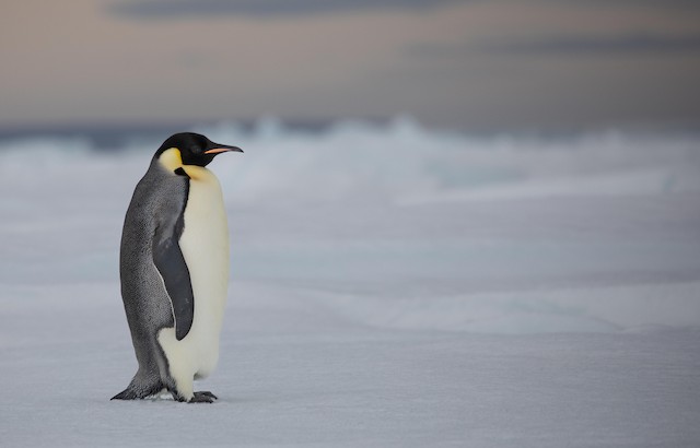 Emperor Penguin - eBird