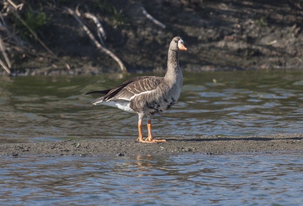 Greater White-fronted Goose (Western) - Michael Todd