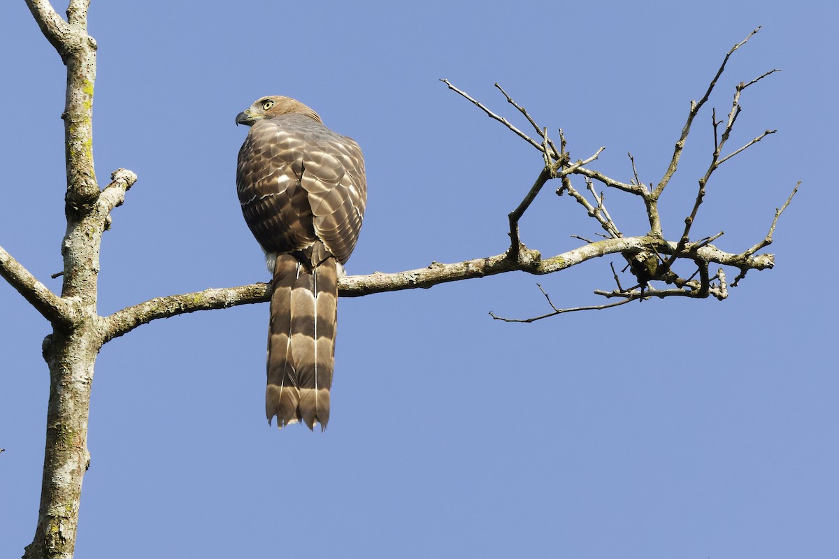 Long-tailed Hawk - ML388787761