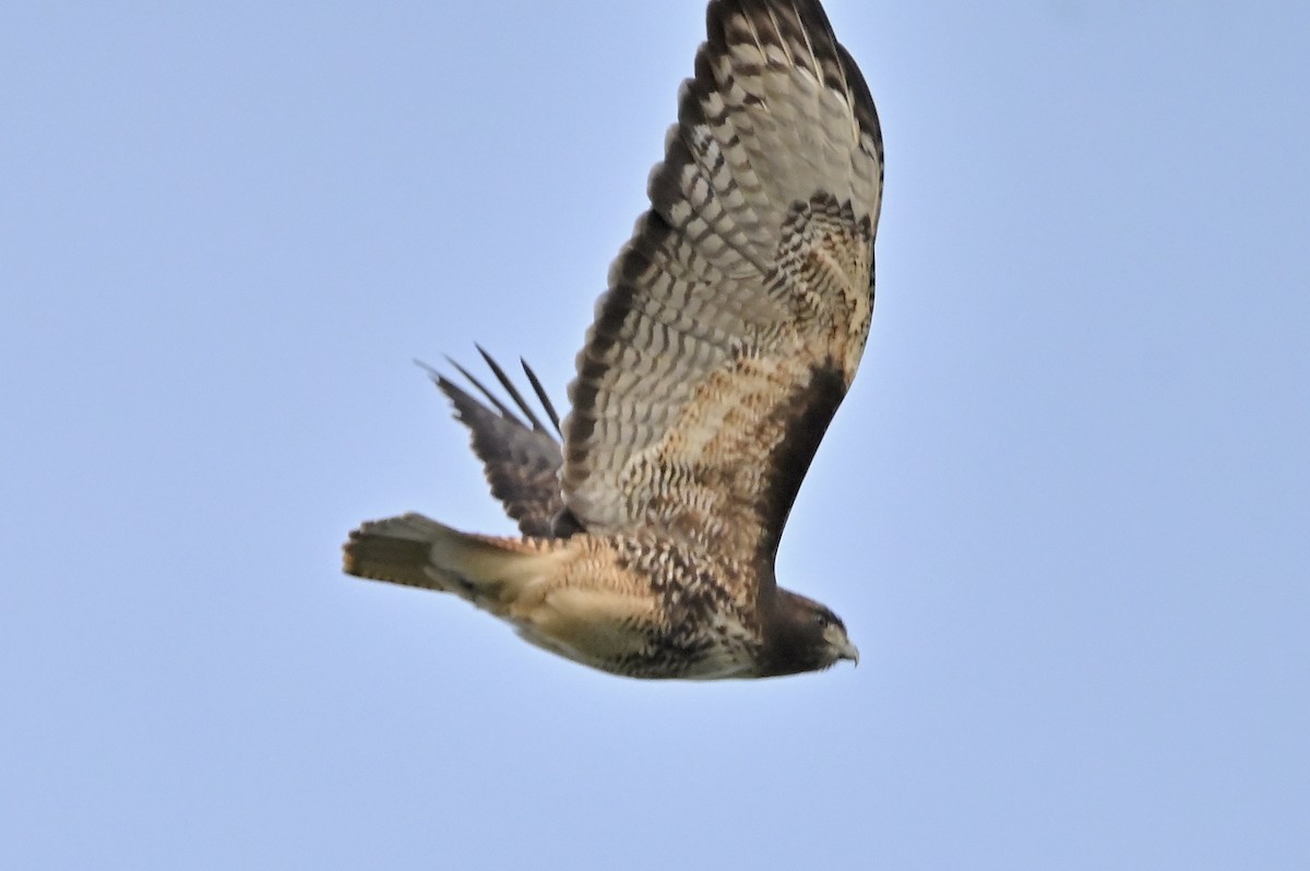 Red-tailed Hawk - ML388792031