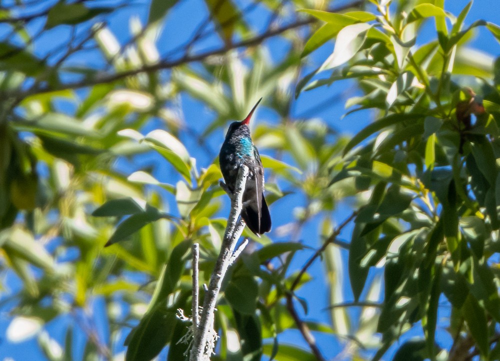 Broad-billed Hummingbird - John Sterling