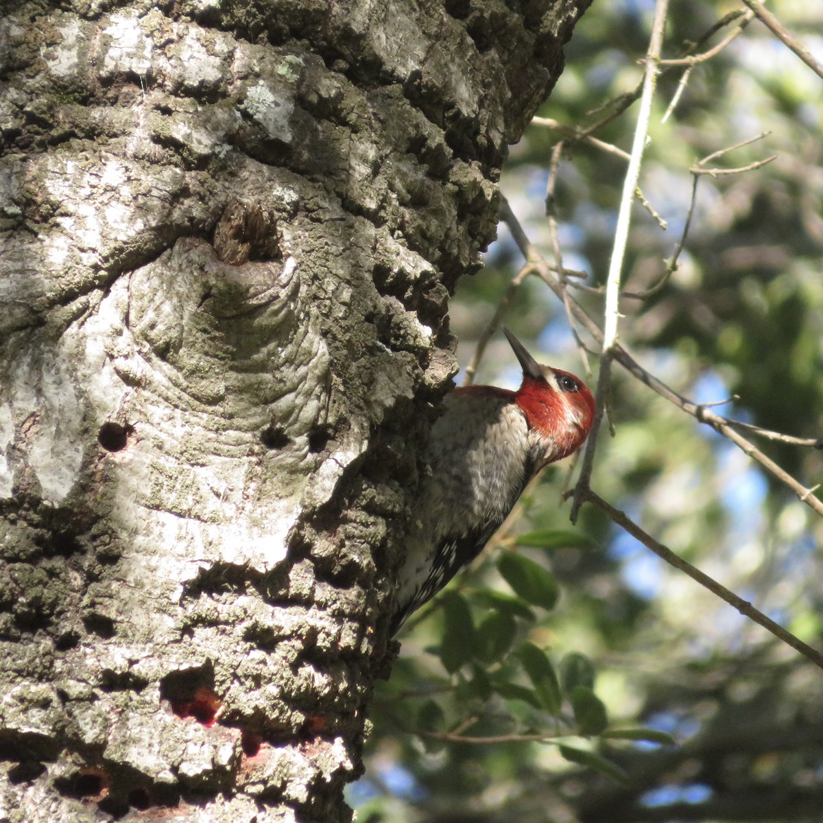 Red-breasted Sapsucker - ML388796781
