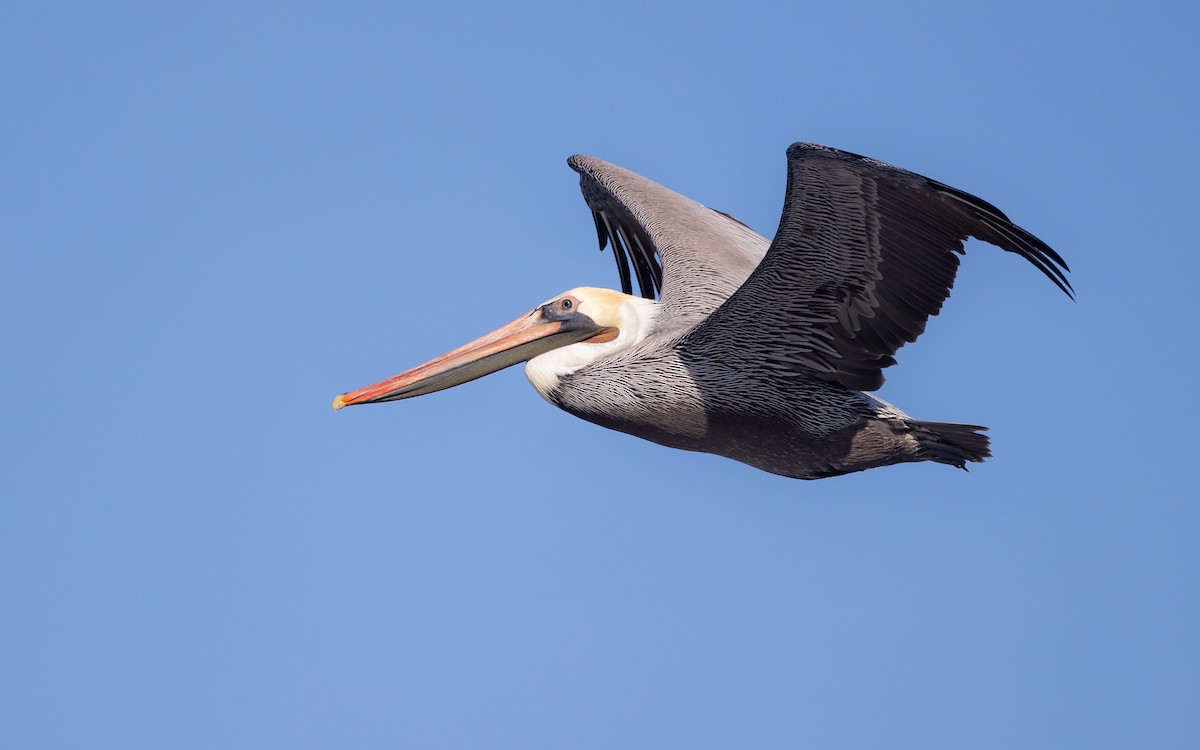 pelikán hnědý (ssp. californicus) - ML388801581