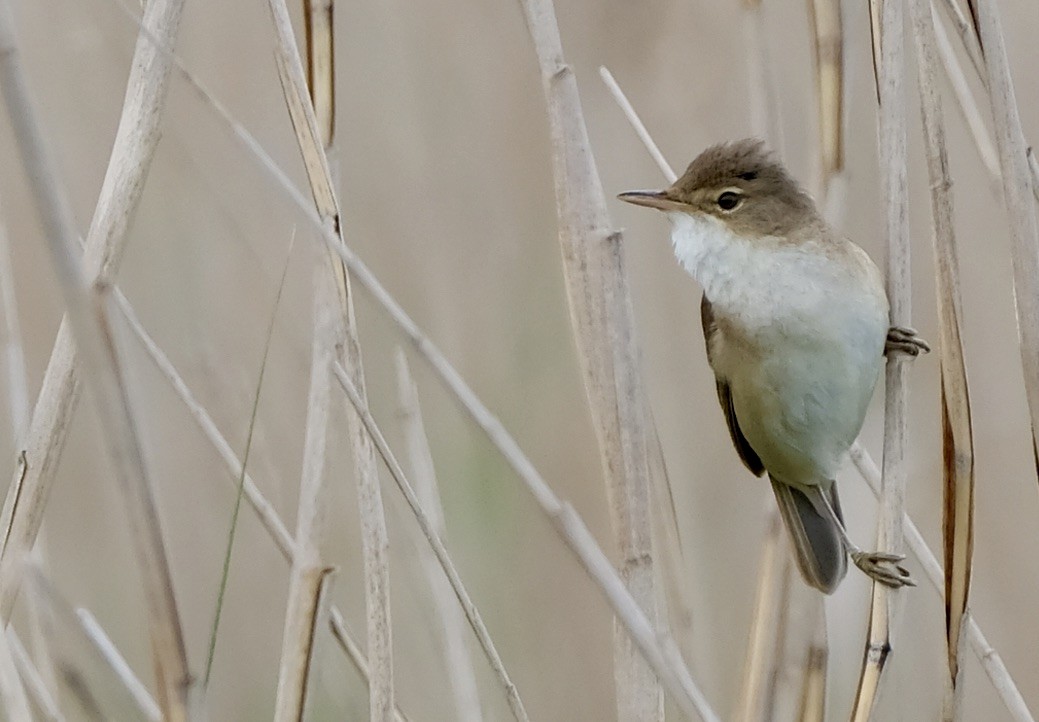 Common Reed Warbler - Mike Martin