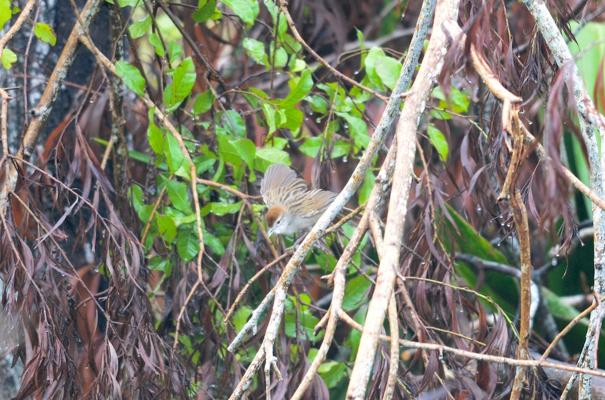 Tawny Grassbird - ML38881491