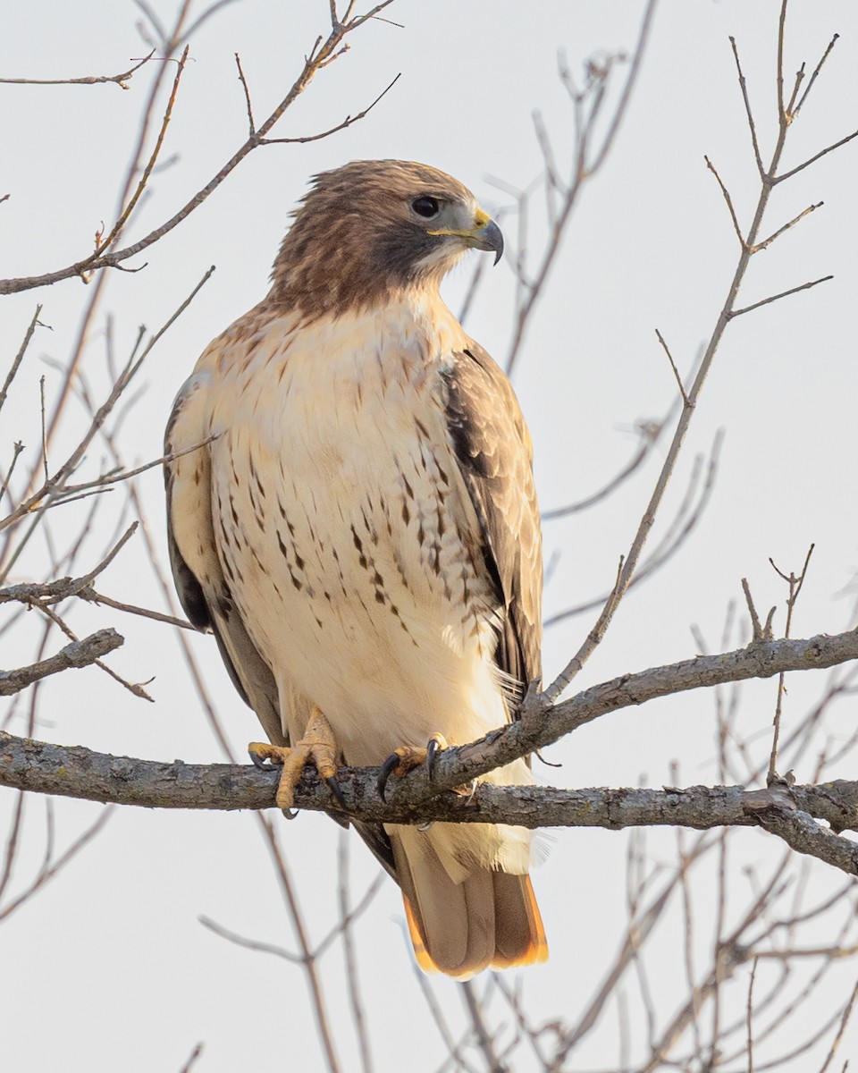 Red-tailed Hawk - Else Karlsen