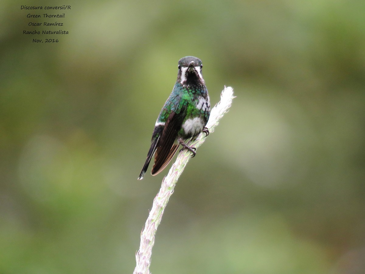 kolibřík trnoocasý - ML38881801
