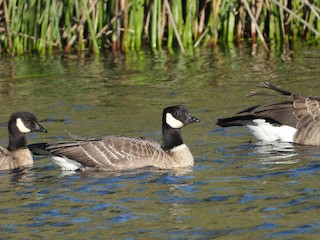 Cackling Goose, ML388818641
