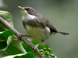 - Dohrn's Thrush-Babbler