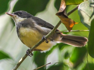  - Dohrn's Thrush-Babbler