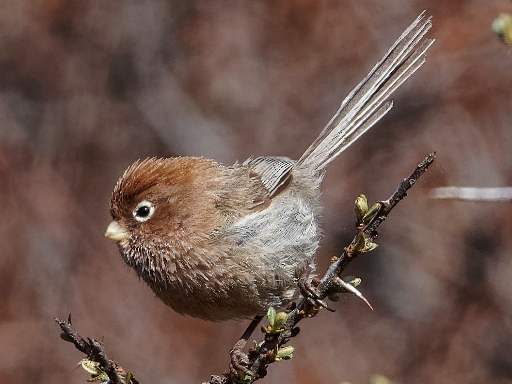 Spectacled Parrotbill - Vincent Wang