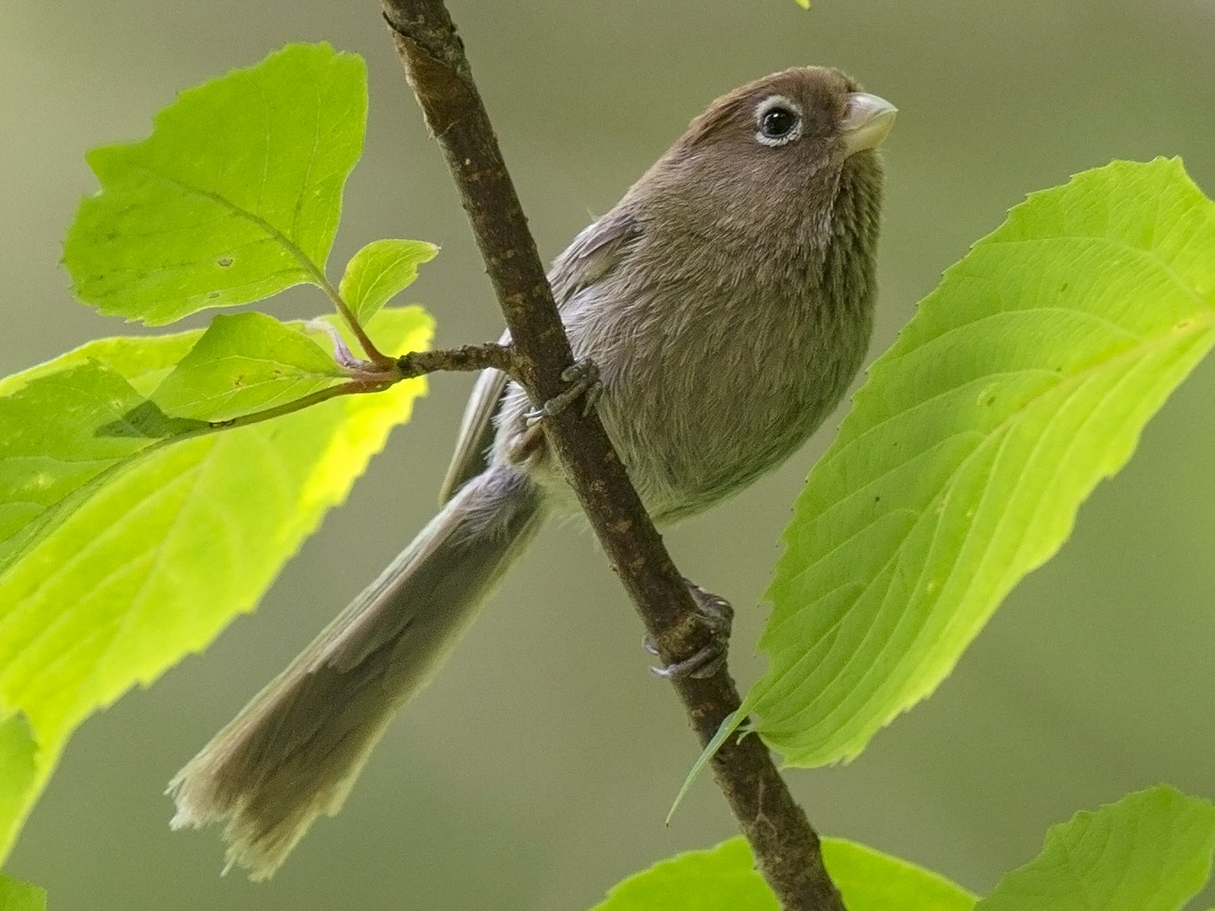 Spectacled Parrotbill - benny cottele