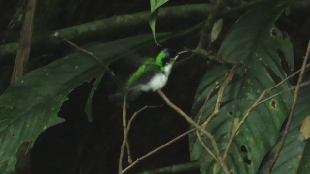 kolibřík purpurovohlavý - ML388832511