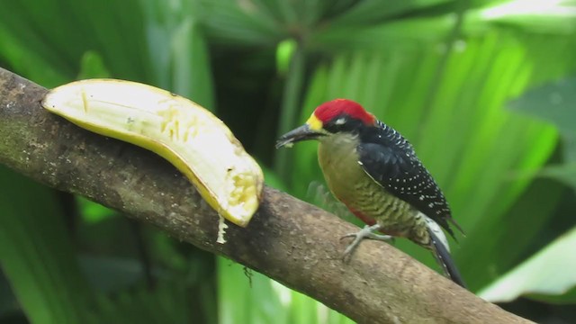 Black-cheeked Woodpecker - ML388833651
