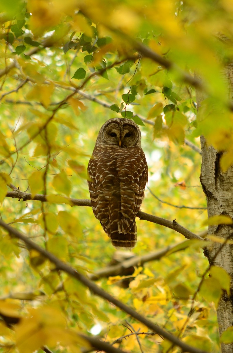 Barred Owl - Dan Luckman