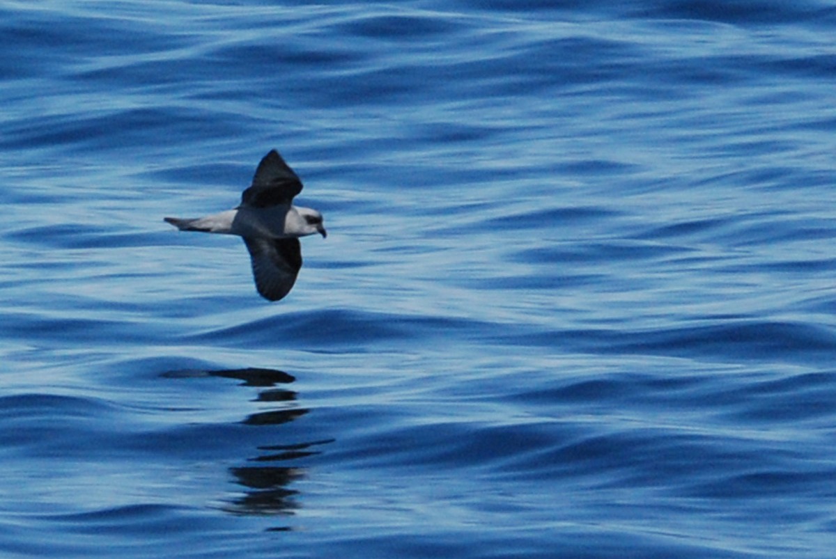 Fork-tailed Storm-Petrel - ML38883461