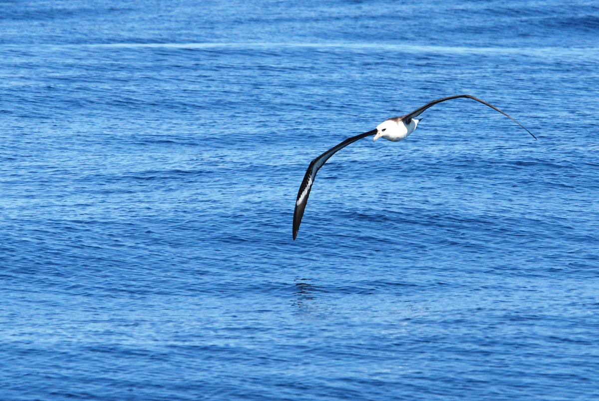 albatros laysanský - ML38883501