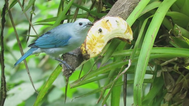 Blue-gray Tanager - ML388835021