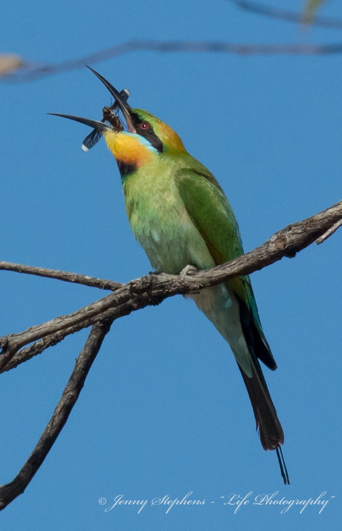 Rainbow Bee-eater - ML38883541