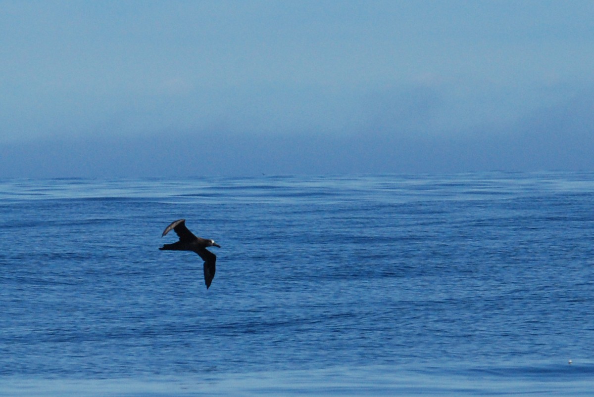Albatros à pieds noirs - ML38883571