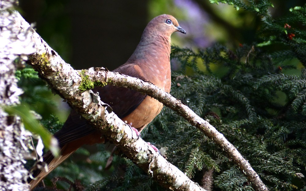 Brown Cuckoo-Dove - ML38883761