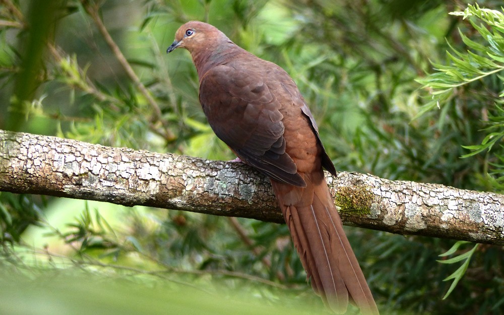 Brown Cuckoo-Dove - ML38883771