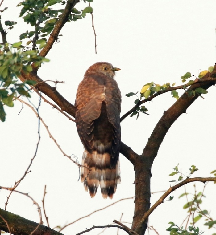 Common Hawk-Cuckoo - Nayana Amin